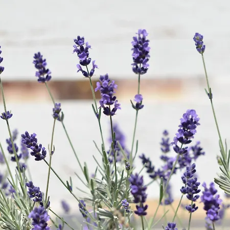 Lo Spazio Di Mima Bed & Breakfast 3*